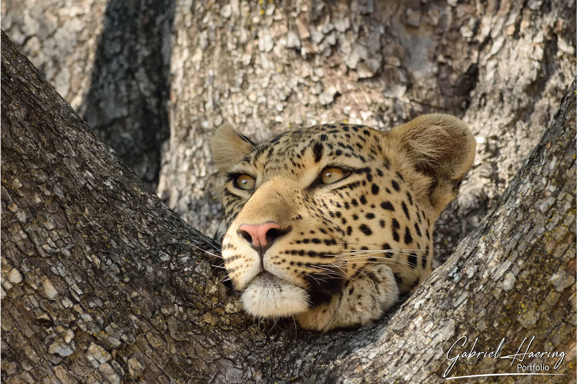 Lone acacia tree on open savannah with distant wildlife