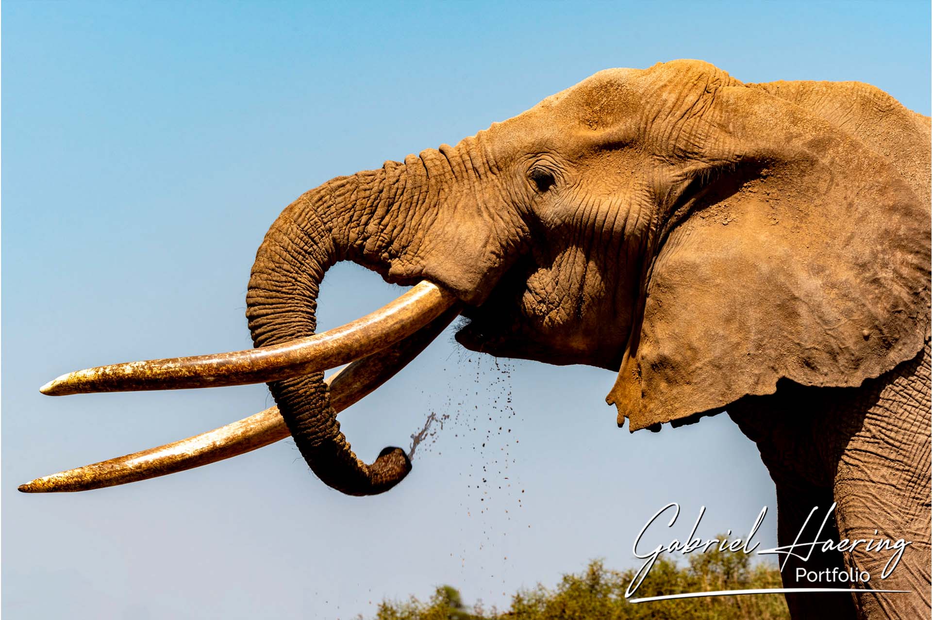 Lion standing in golden Kenyan savannah at sunrise