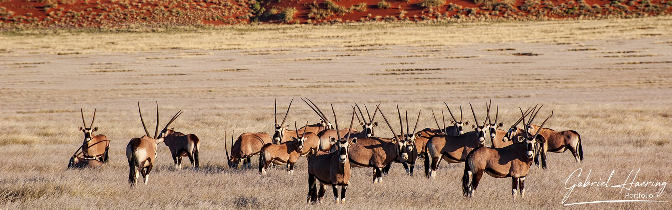 Oryx walking across sand dunes in Namibia
