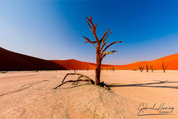 Sculptural dead tree on the white clay pan of Deadvlei surrounded by orange dunes