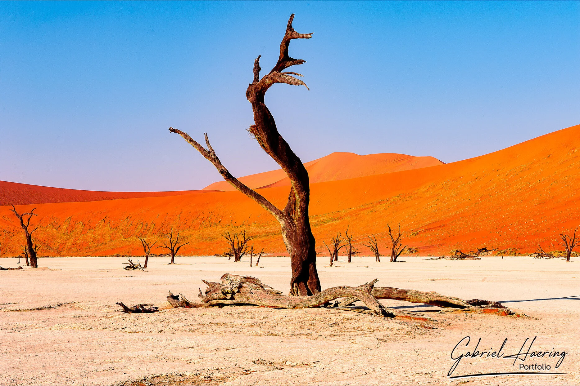 Dead camel thorn tree and red dunes at Deadvlei in Sossusvlei Namibia