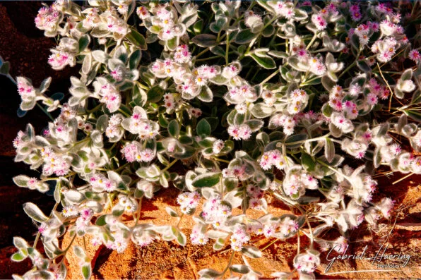 Desert flowers blooming between red rocks and pale leaves in the dry landscape of Damaraland, Namibia