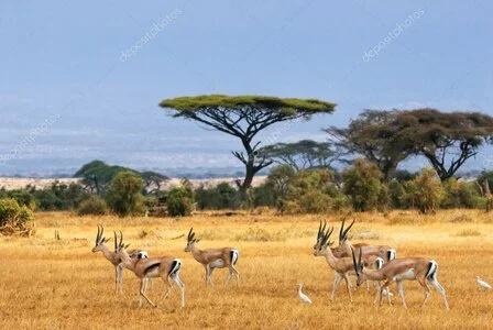 Lone acacia tree on open savannah with distant wildlife