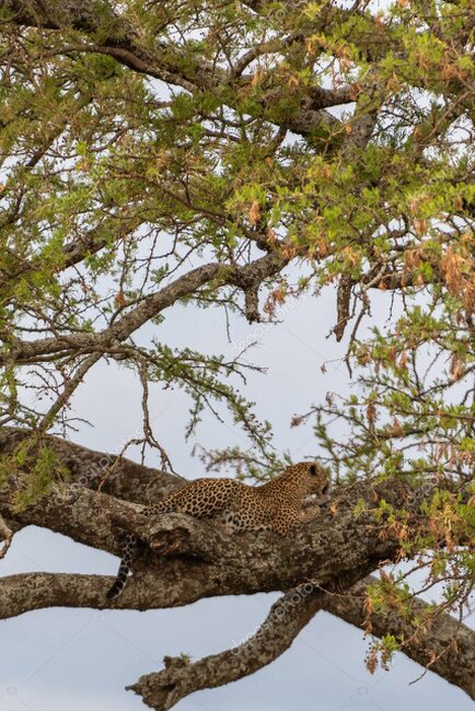 Photographer in a vehicle photographing wildlife on an African plain at golden hour