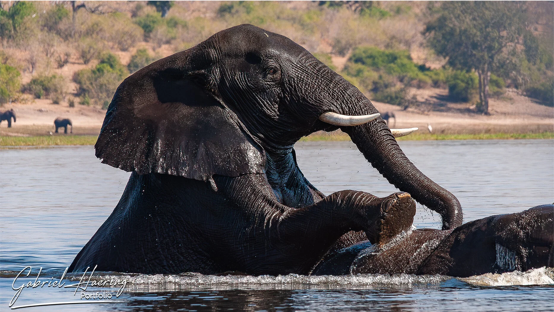 Elephant bathing in the Chobe River in Botswana