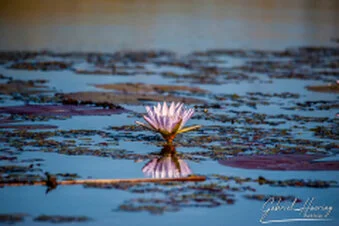 Water lily reflected in the Okavango Delta wetlands of Botswana