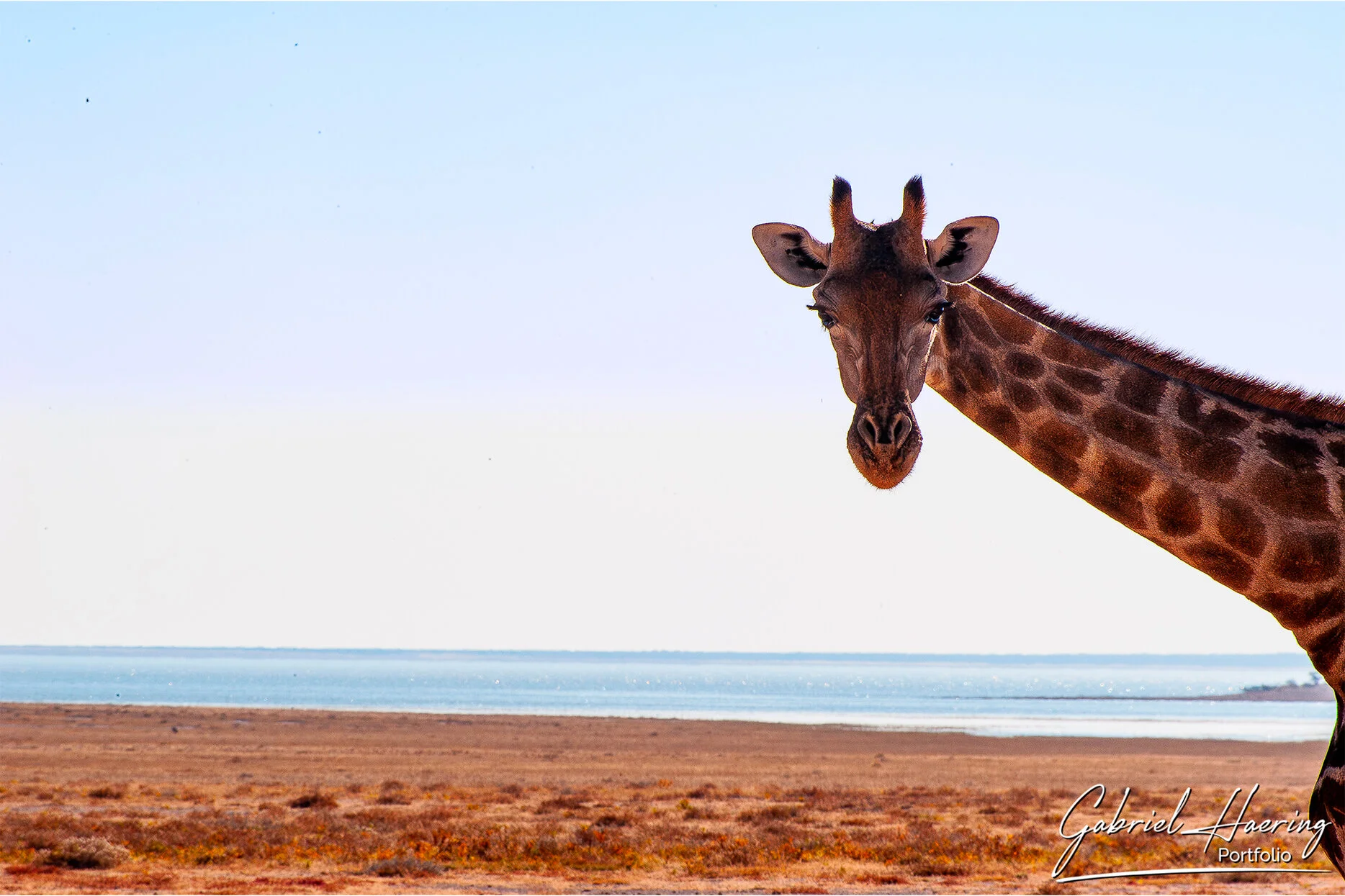 Giraffe standing beside the pale Etosha Pan in Namibia