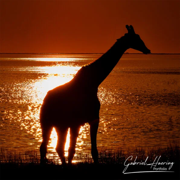 Etosha National Park wildlife photography with giraffe silhouette and sunset over the salt pan
