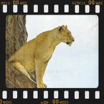Color photograph of African wildlife at sunset on safari