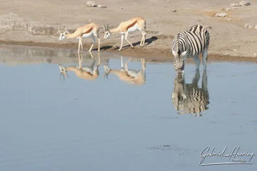 African Zebras by Gabriel Haering