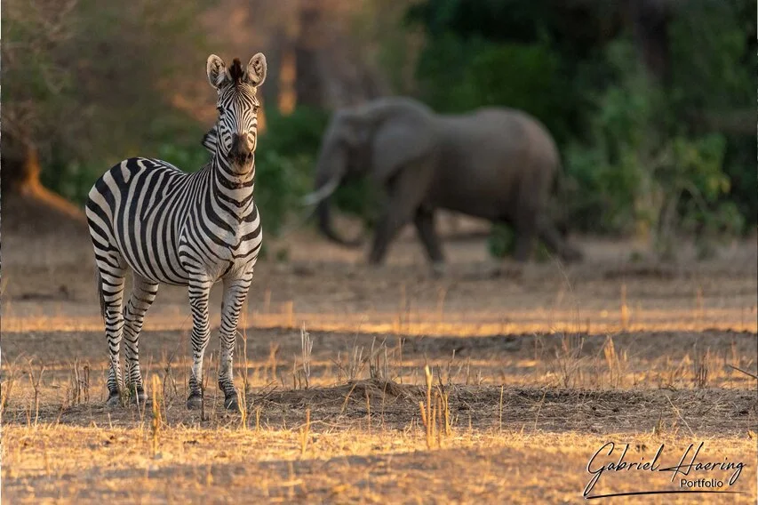 A zebra standing alert in warm Mana Pools light, with an elephant softly blurred in the woodland background.