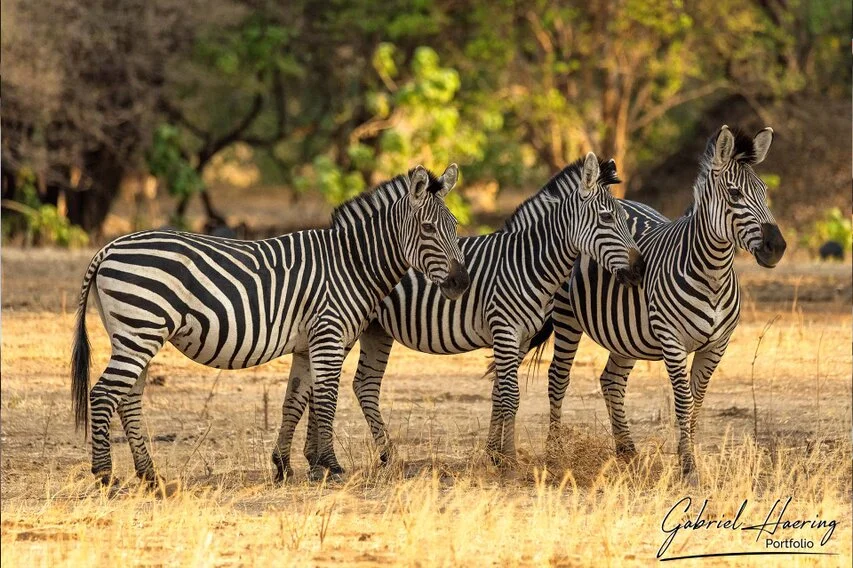 Three zebras standing close together in Mana Pools, Zimbabwe, surrounded by dry grass and filtered woodland light.