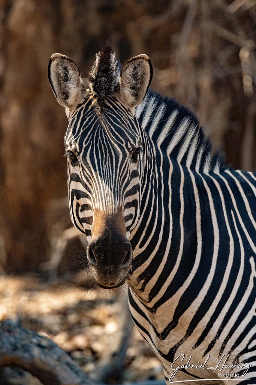 Close portrait of a zebra in Mana Pools, showing expressive eyes, ears and the graphic rhythm of its stripes.