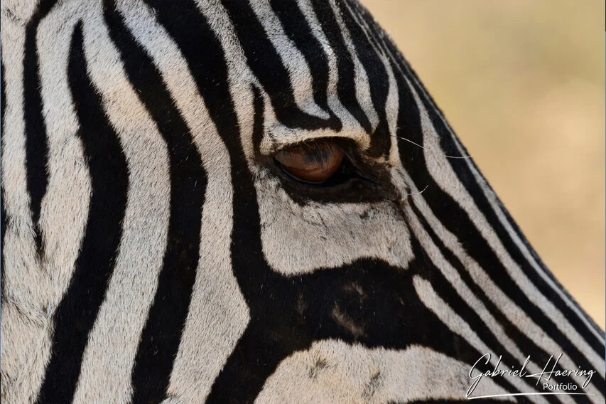 Close-up photograph of a zebra eye and striped face, revealing texture, pattern and quiet emotional presence.