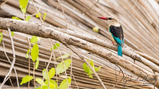 Colorful kingfisher perched among pale branches in Nyerere National Park, Tanzania.