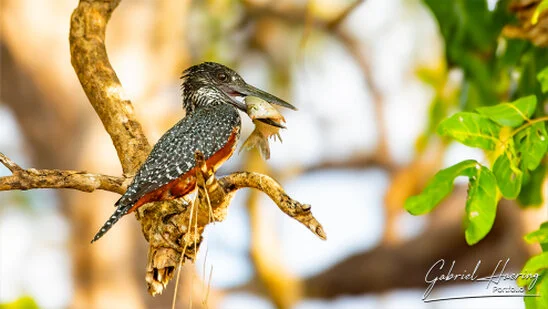 Pied kingfisher perched on a branch holding prey in Nyerere National Park, Tanzania.