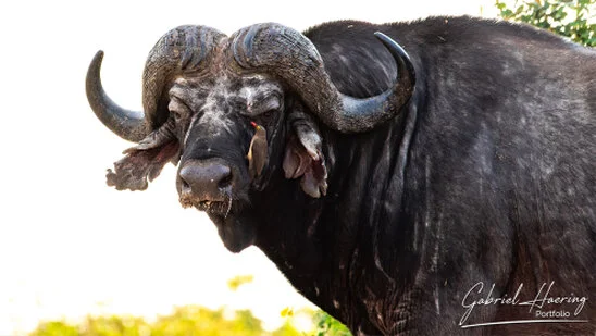 Close portrait of an African buffalo in soft early light in Nyerere National Park, Tanzania.