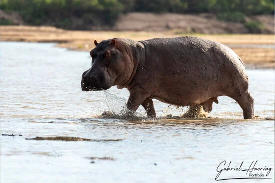 Hippopotamus walking through shallow river water in Nyerere National Park, Tanzania.