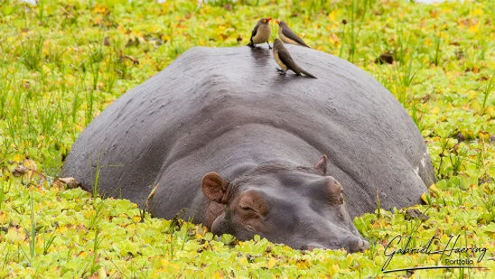 Hippopotamus in river water in Nyerere National Park, Tanzania.