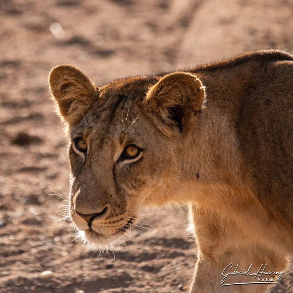 Backlit lioness portrait in warm dry light in Ruaha National Park Tanzania
