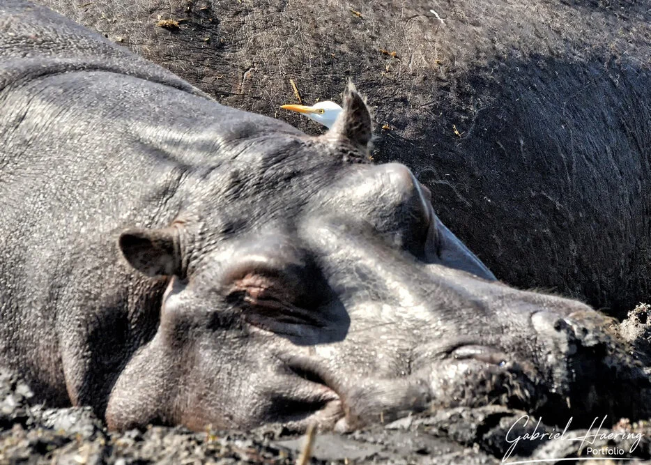 Hippo in the Chobe River photographed close to the water surface in Botswana