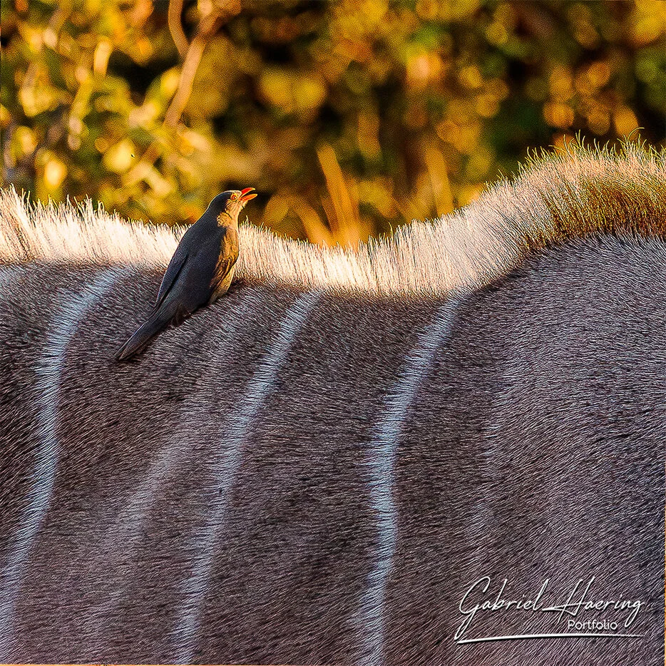 Oxpecker perched on the back of a kudu in warm Okavango Delta light