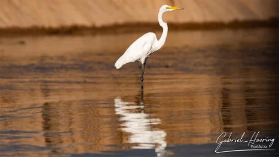 White egret standing in shallow water with warm golden reflections in Nyerere National Park, Tanzania.