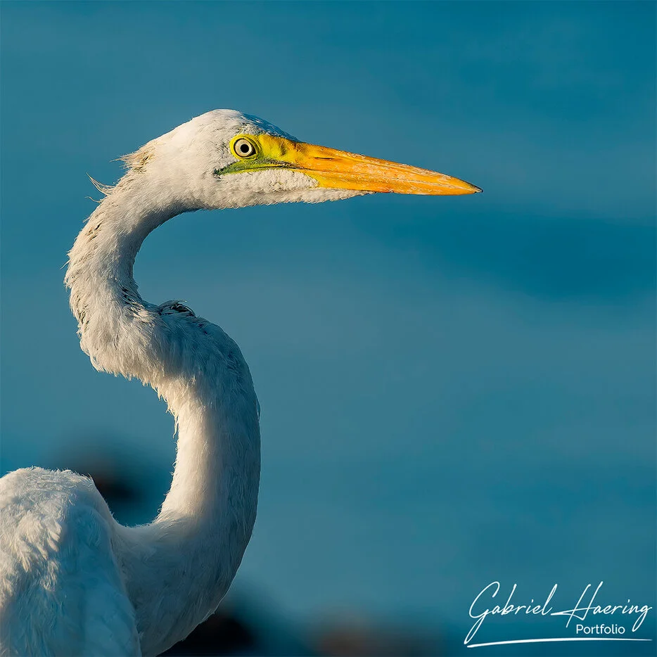 Close-up portrait of a white egret at Lake Natron, Tanzania bird photography