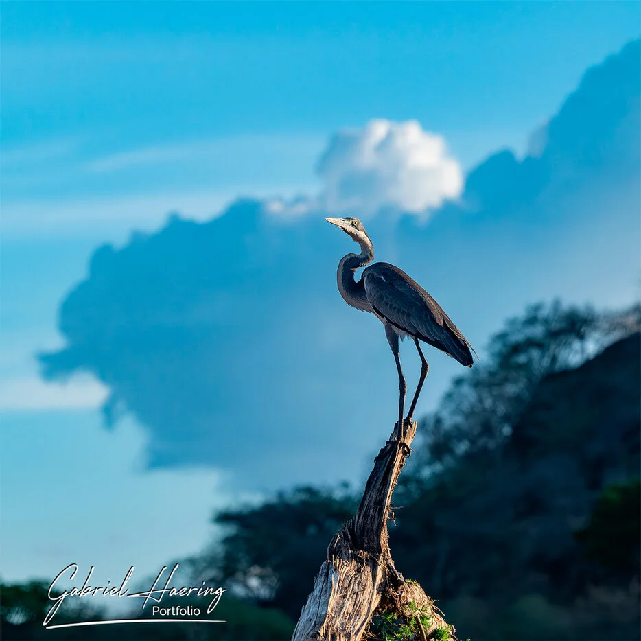 Heron perched on a dead tree against blue sky in Mkomazi National Park, Tanzania bird photography