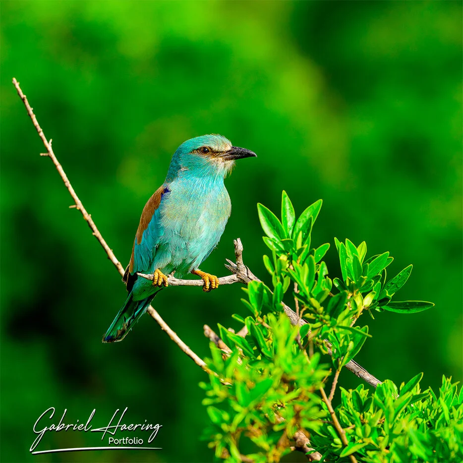 Lilac-breasted roller perched on a branch against a green background in Tarangire National Park Tanzania