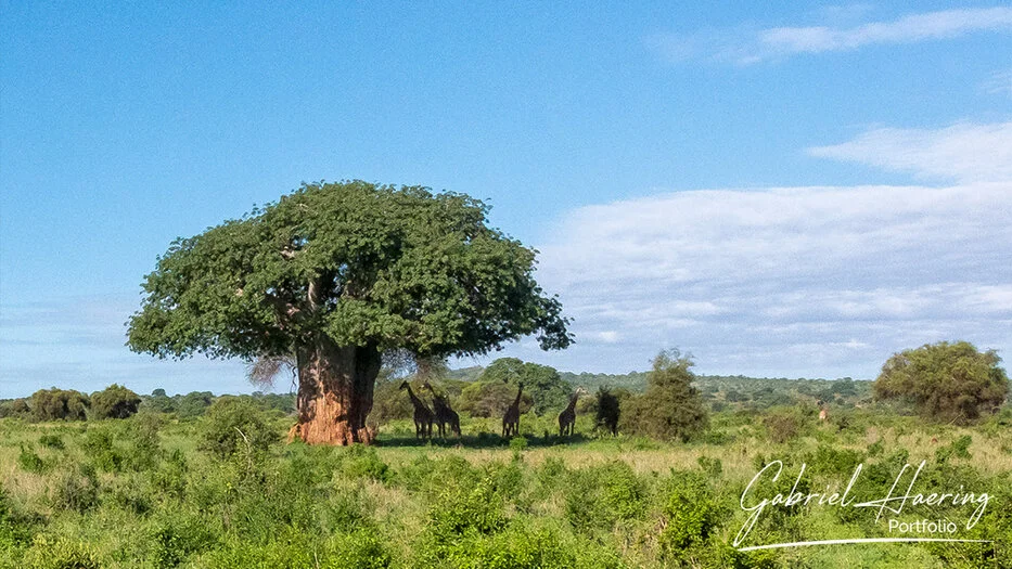 Giraffes standing near a large baobab tree in the green landscape of Tarangire National Park Tanzania