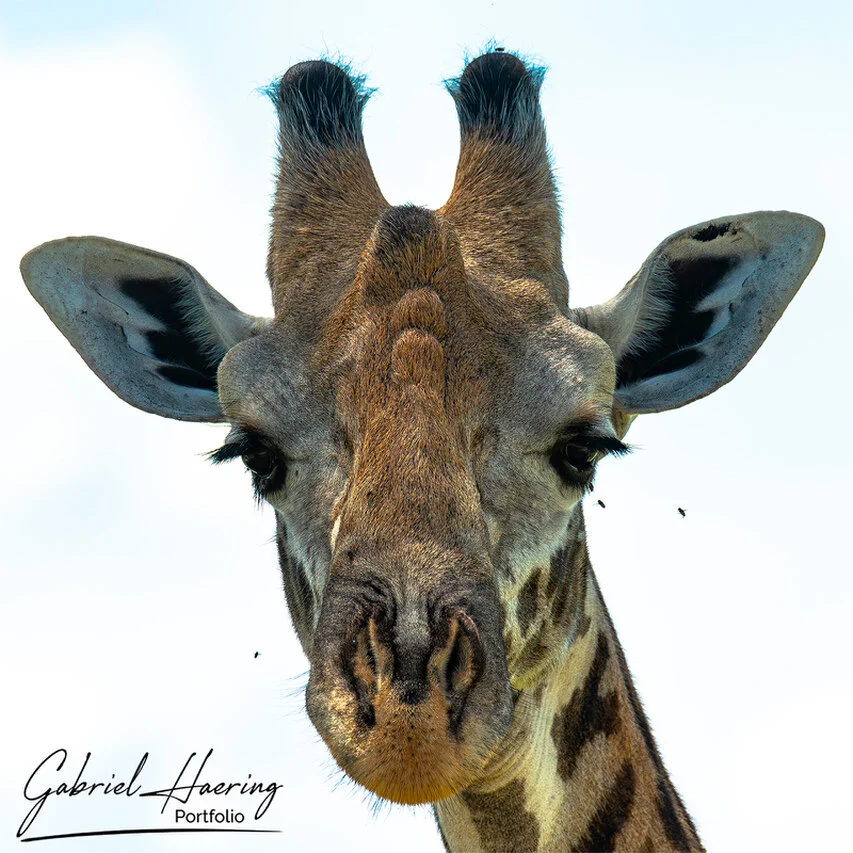 Close frontal portrait of an African giraffe in Mkomazi National Park, showing expressive eyes, ears and ossicones against a bright sky.