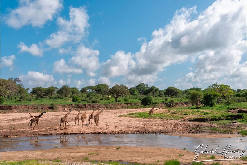 A group of giraffes standing near a riverbank in Ruaha National Park, Tanzania, beneath dramatic clouds and wide blue sky.