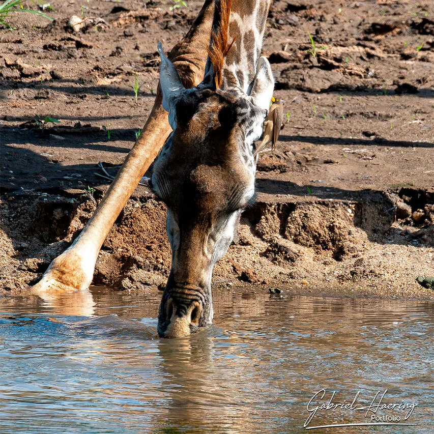 African giraffe bending down to drink at a river, showing the dramatic posture and vulnerability of this quiet wildlife moment.