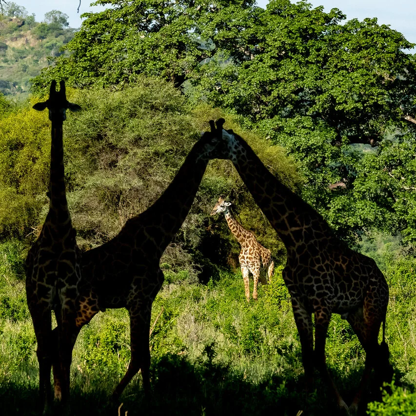Giraffes standing in deep woodland shadow with another giraffe illuminated in the background, creating a layered composition of light and contrast.