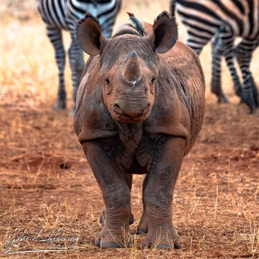 Rhino - A collection of pictures taken during photographic safaris in different african countries and national parks