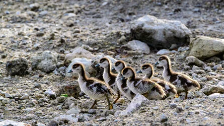 During the green season or shoulder season there are great birding opportunities in Tanzania