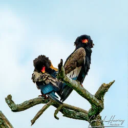 During the green season or shoulder season there are great birding opportunities in Tanzania