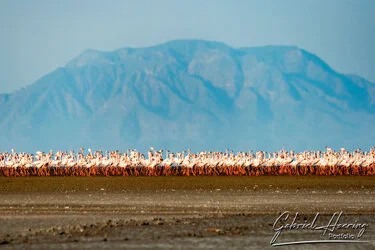 During the green season or shoulder season there are great birding opportunities in Tanzania