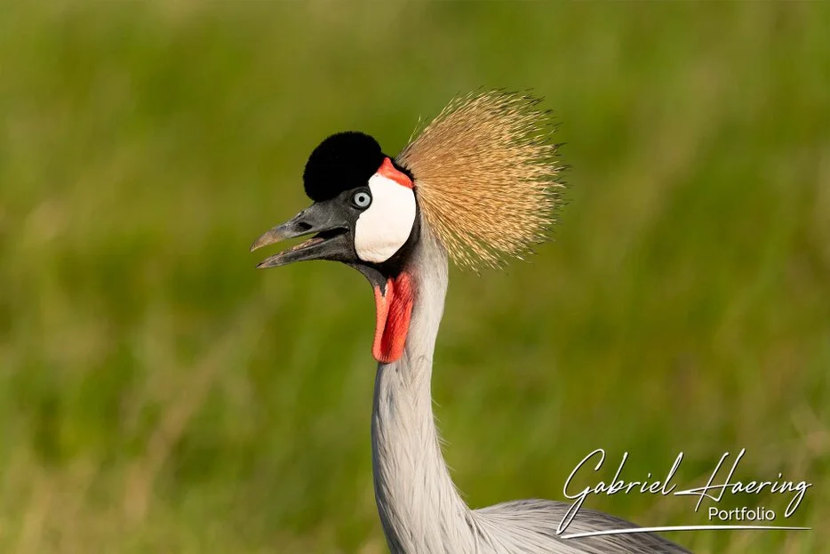 Grey crowned crane photographed against a soft green background in Amboseli National Park, Kenya