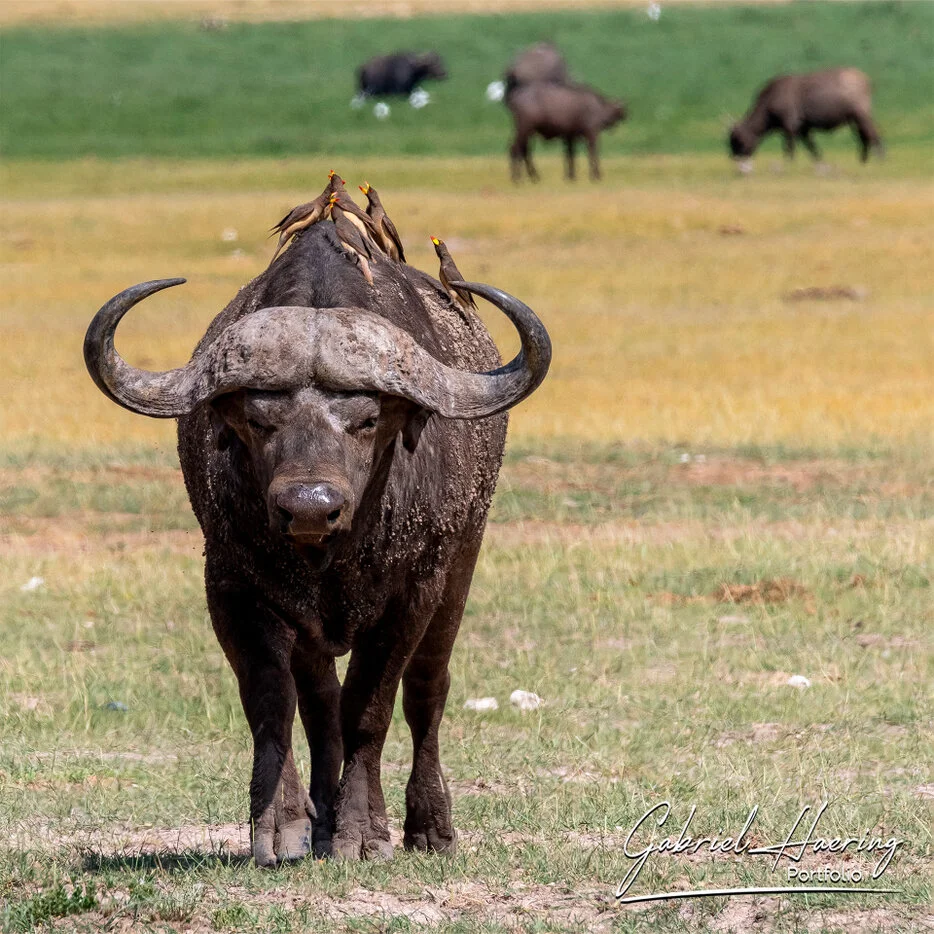 African buffalo standing on the Amboseli plains with oxpeckers on its back and other buffalo in the background