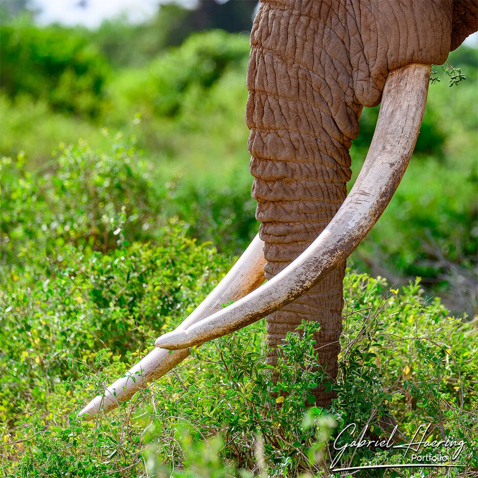 Close detail of Craig the famous Amboseli tusker showing long ivory tusks, trunk texture and green vegetation
