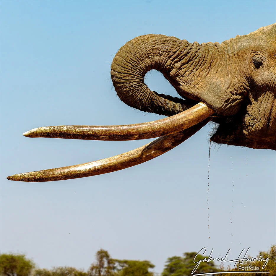 Side portrait of Craig the famous Amboseli tusker with long curved ivory tusks against a blue sky