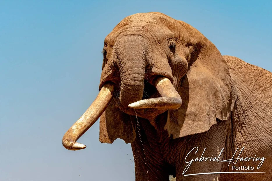 Front portrait of Craig the famous elephant tusker in Amboseli National Park, Kenya