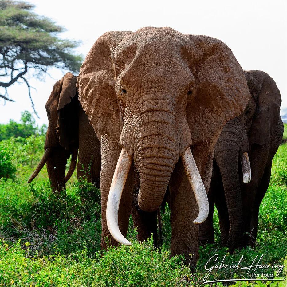 Large elephant bull Craig standing with other elephants in green vegetation in Amboseli National Park