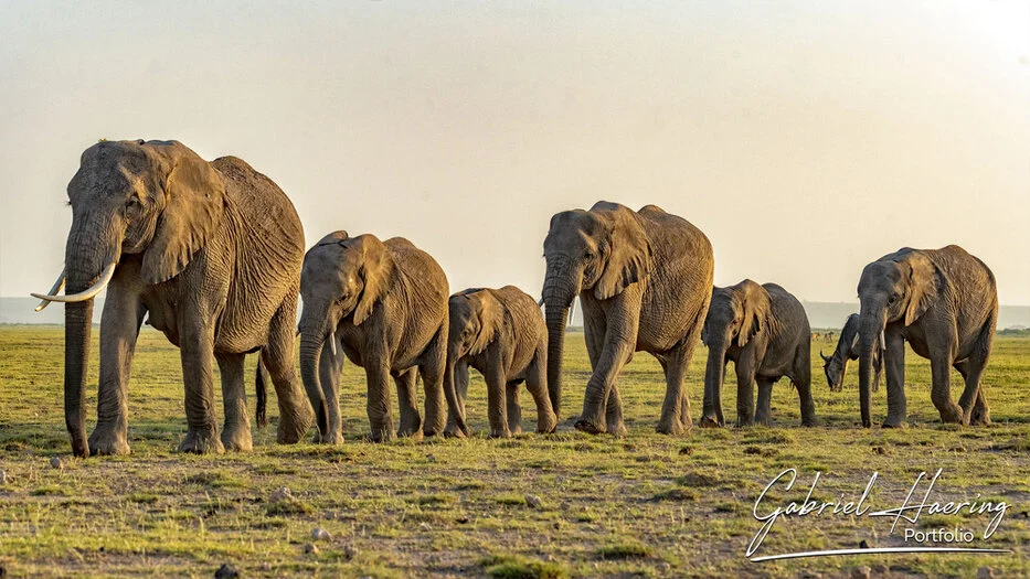 African elephant herd standing together on the open grasslands of Amboseli National Park in warm light
