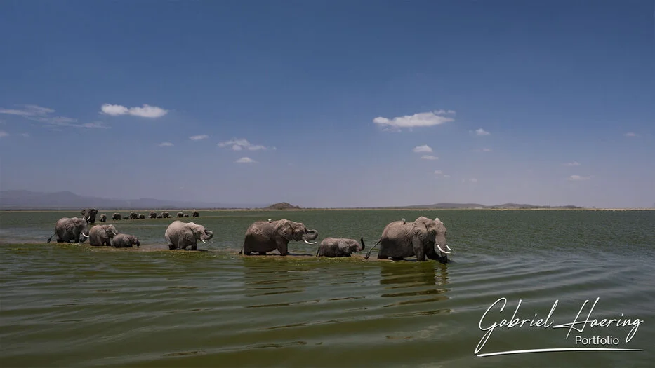 Elephant family walking through shallow water in Amboseli National Park under a wide blue sky