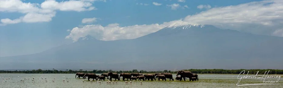 Elephants moving across the wetlands of Amboseli National Park with Mount Kilimanjaro rising in the background